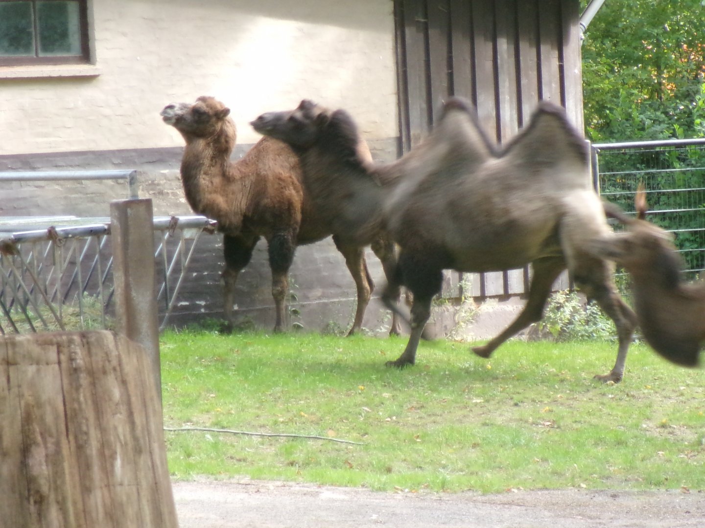 Bactrian camels
