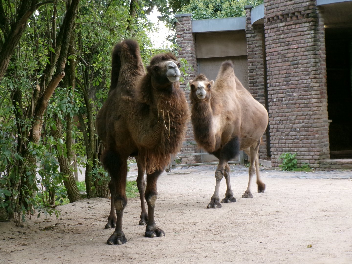 Bactrian camels