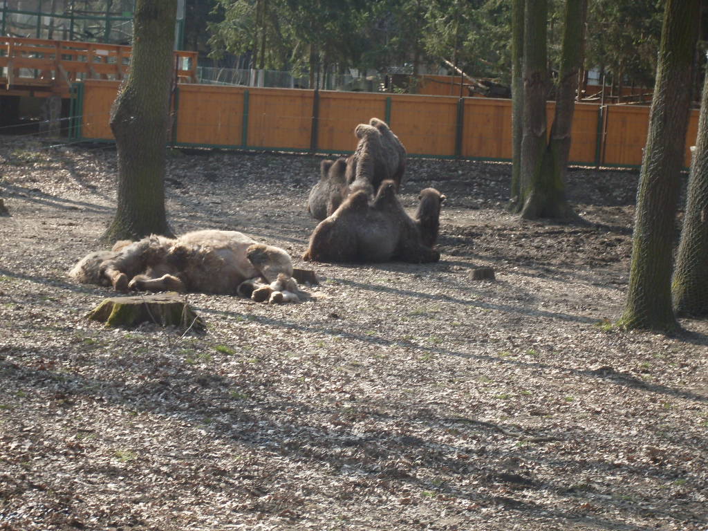 Bactrian camels