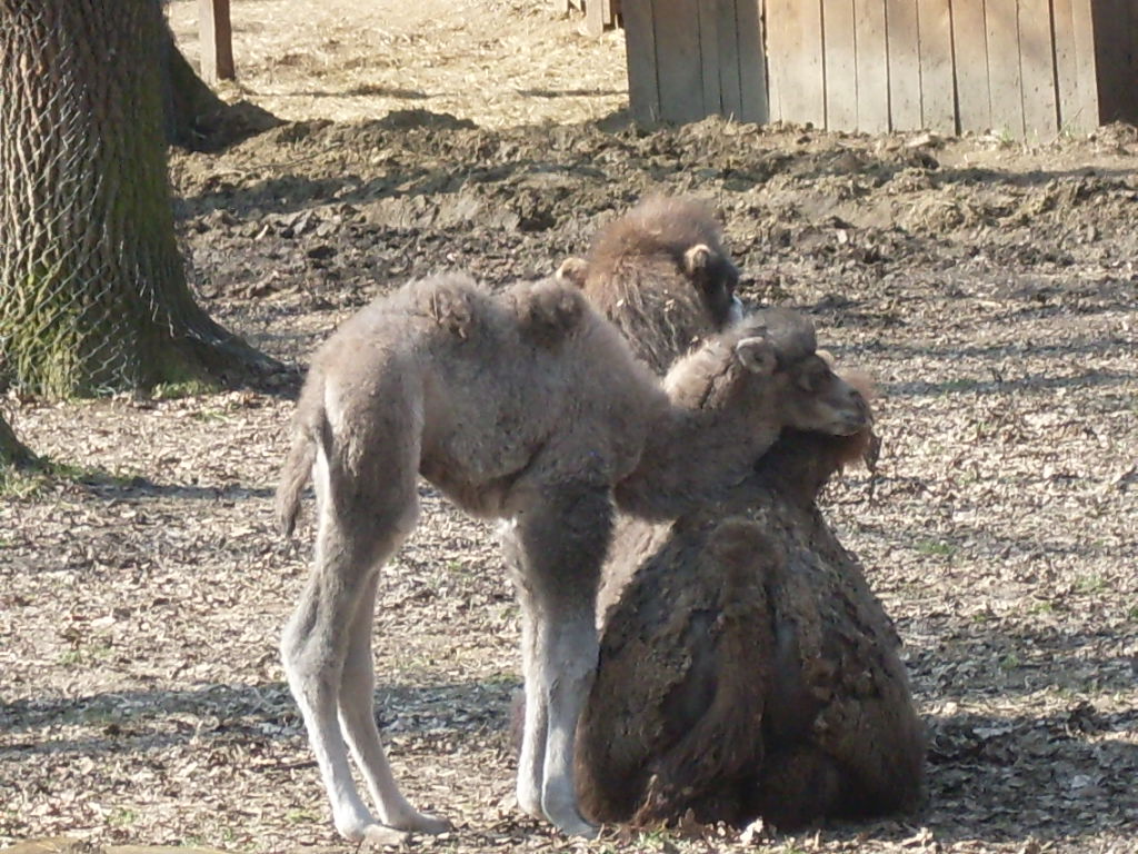 Bactrian camels