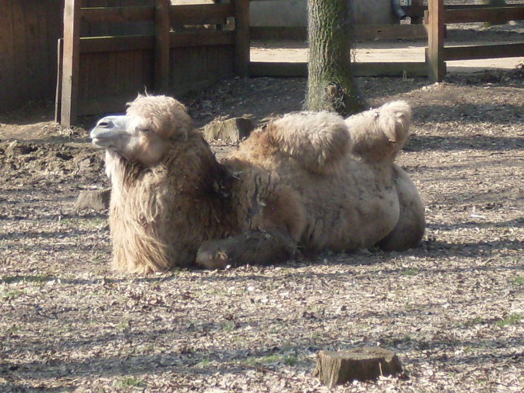 Bactrian camels