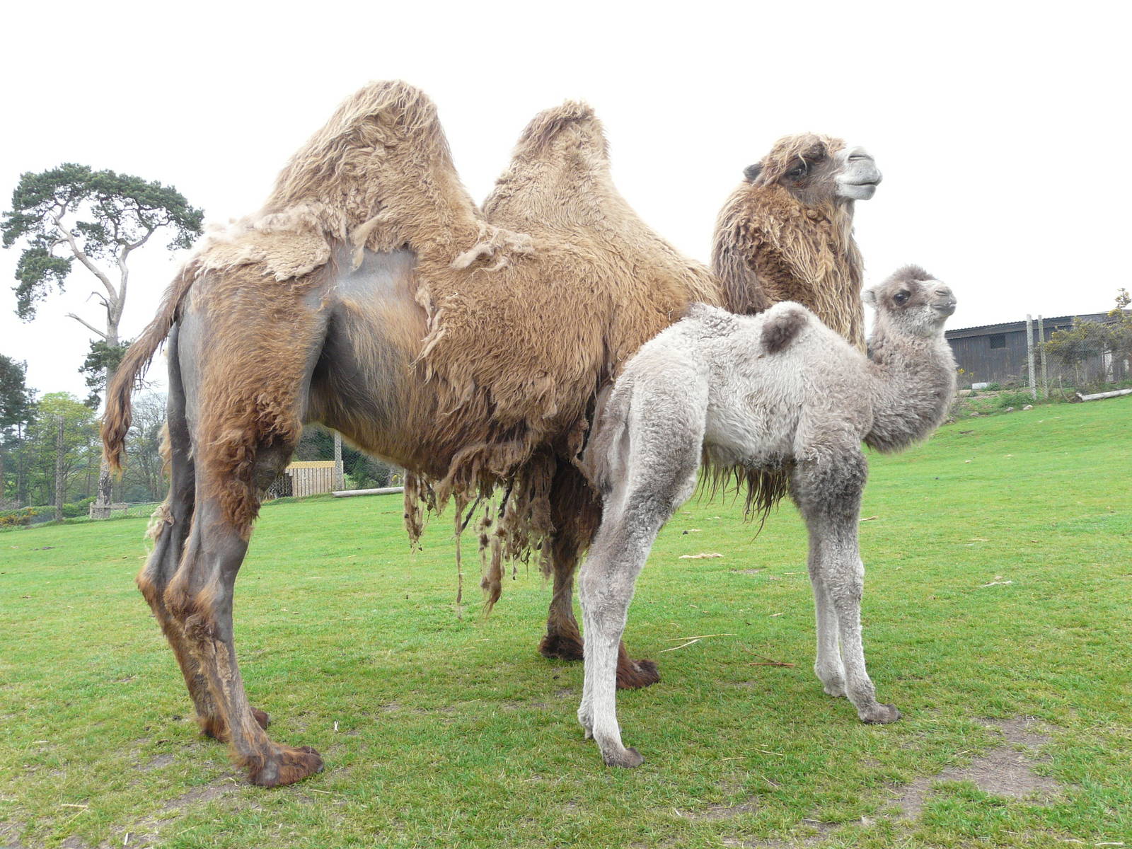 Bactrian Camels