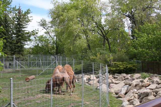 Bactrian Camels
