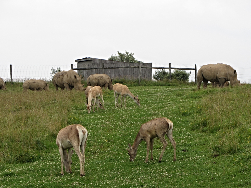 Bactrian Deer and Southern White Rhinoceroses