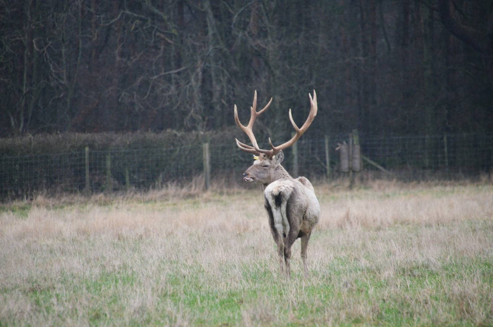 Bactrian Deer at the Scottish Deer Centre, 06/02/16