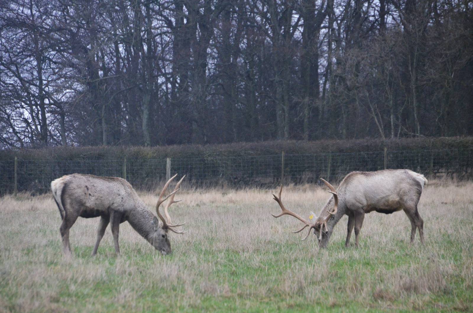 Bactrian Deer at the Scottish Deer Centre, 06/02/16