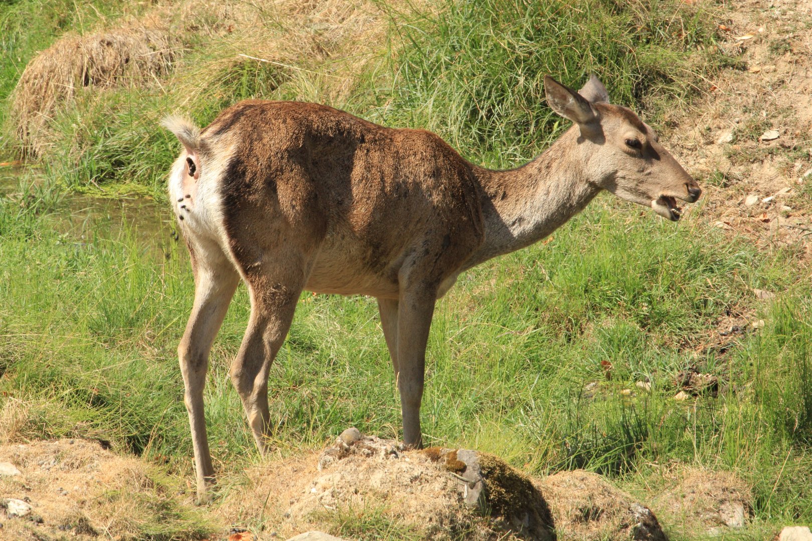 Bactrian deer (August 2018)