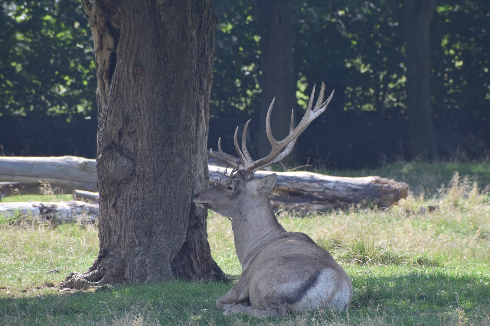 Bactrian deer - August 2023