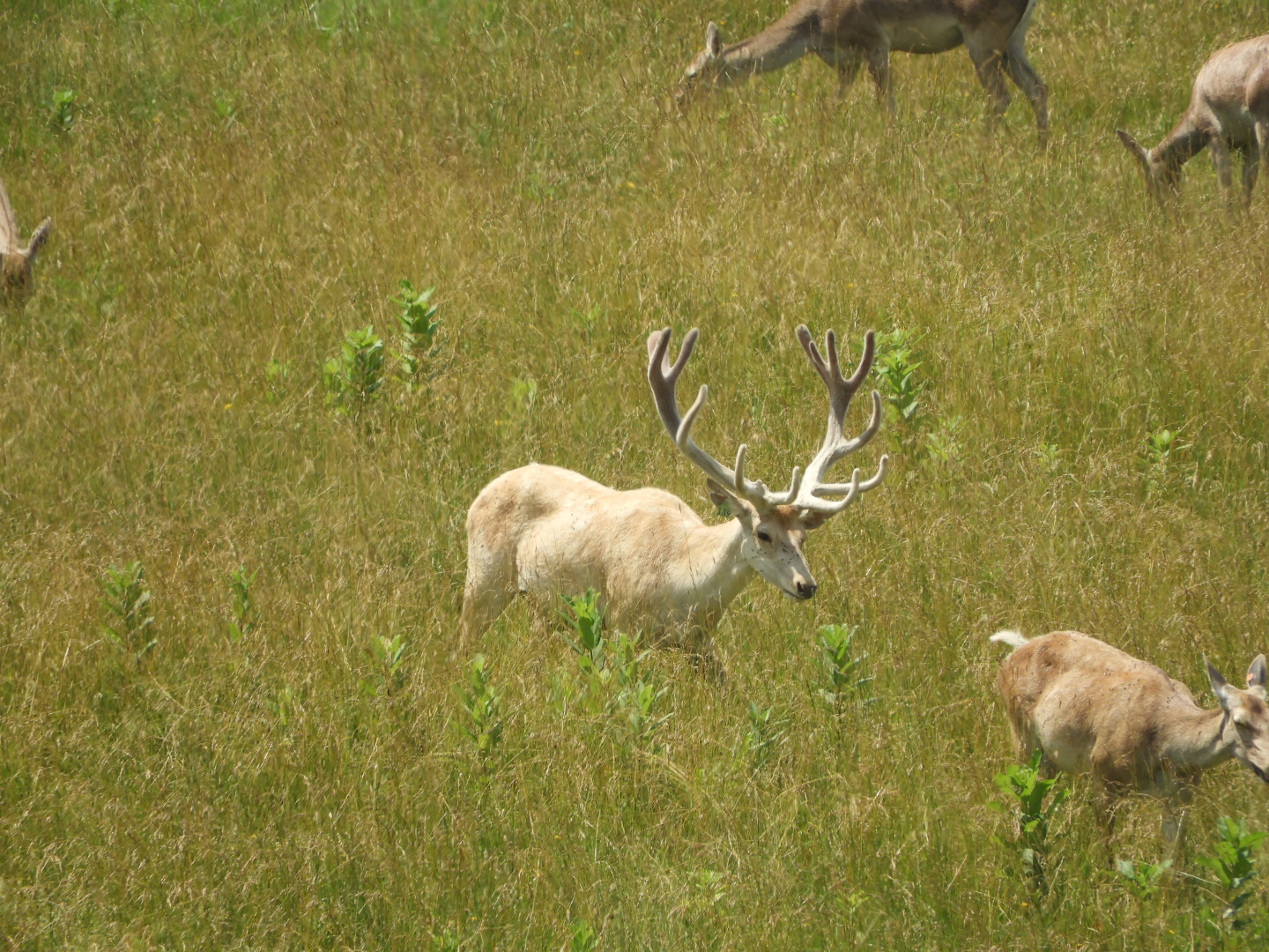 Bactrian Deer (Cervus elaphus bactrianus) buck