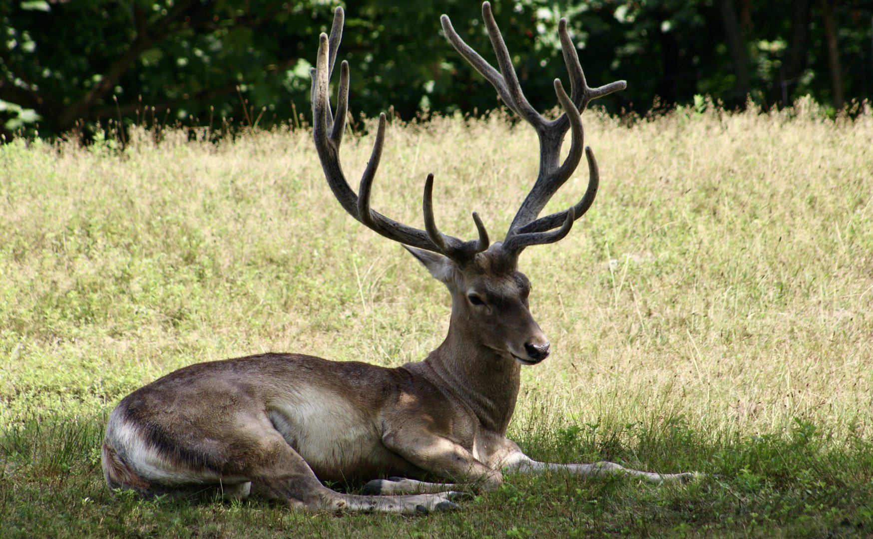 Bactrian Deer (Cervus hanglu bactrianus) male