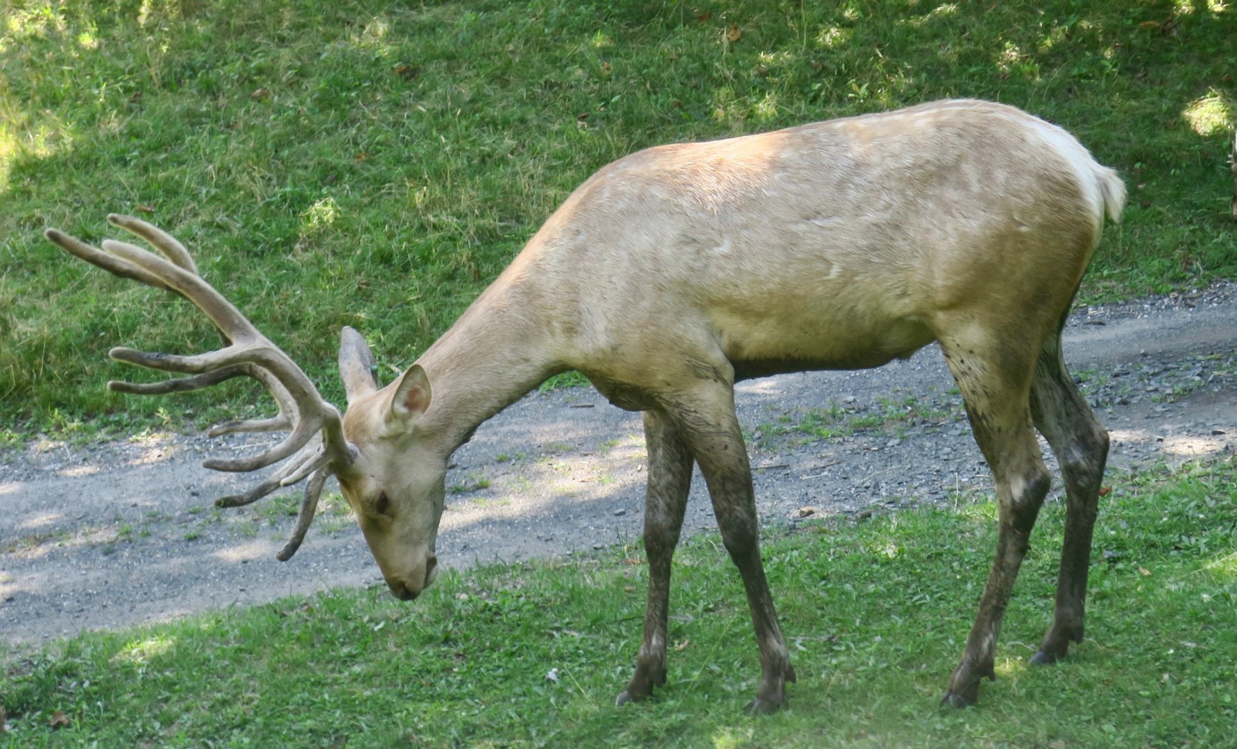 Bactrian Deer (Cervus hanglu bactrianus)