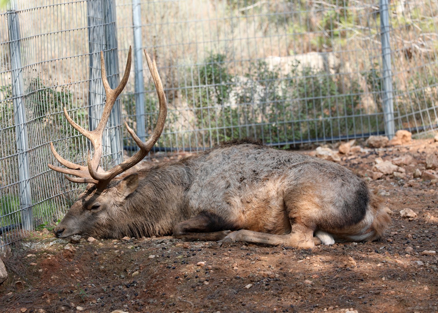 Bactrian deer (Cervus hanglu bactrianus)