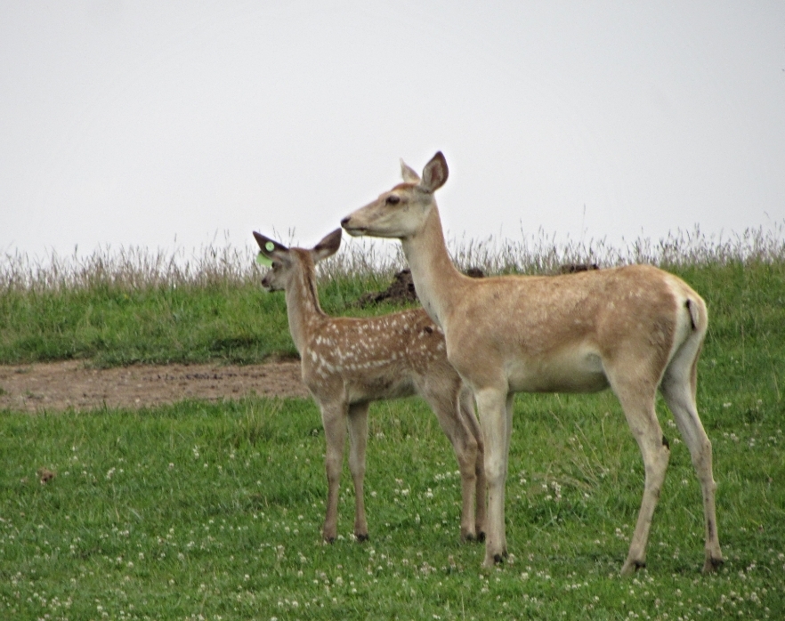 Bactrian Deer Cow and Calf