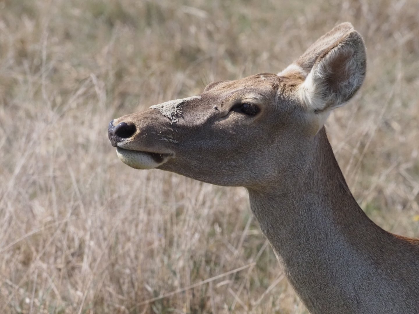 Bactrian Deer Doe