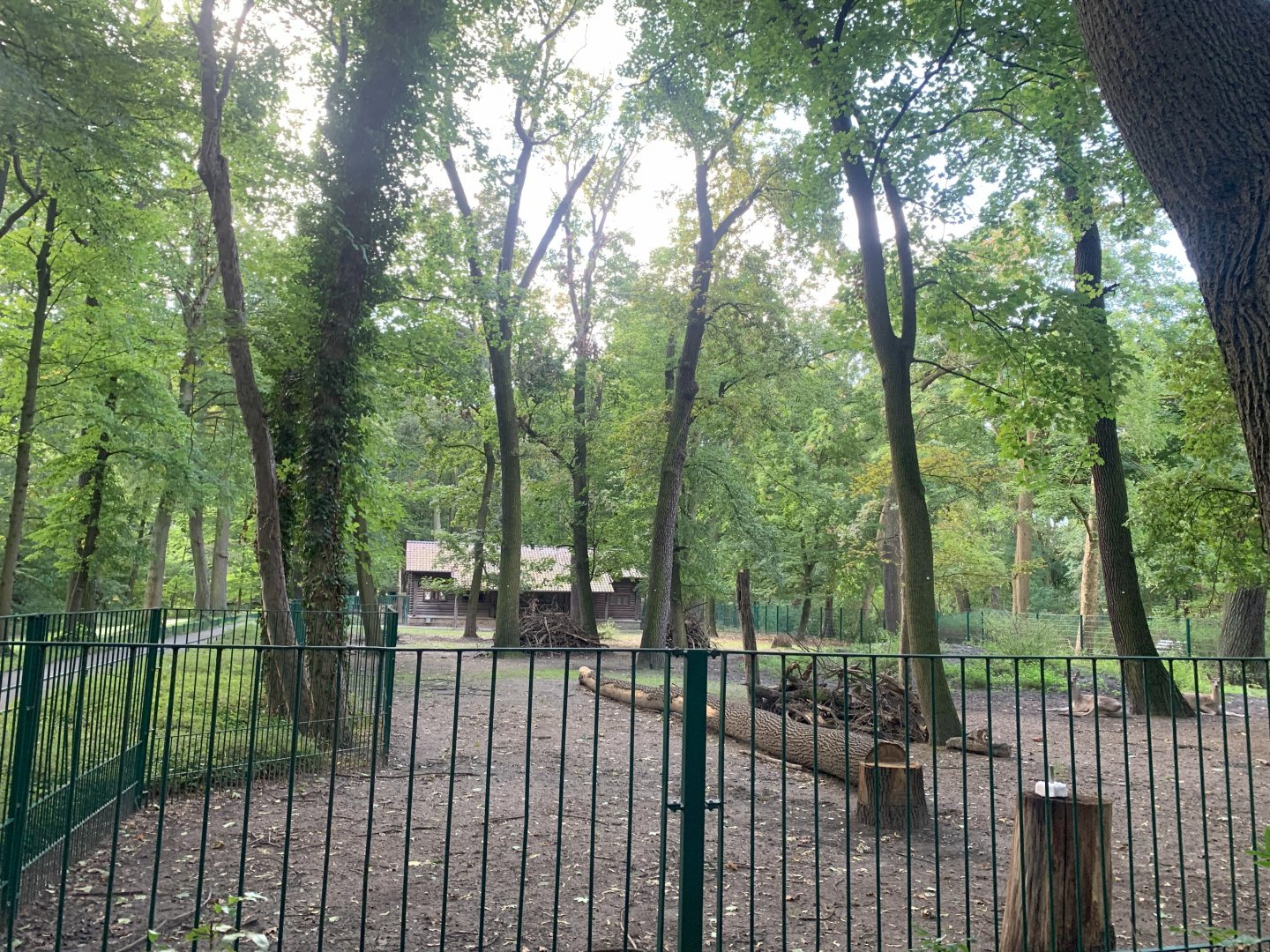 Bactrian Deer enclosure