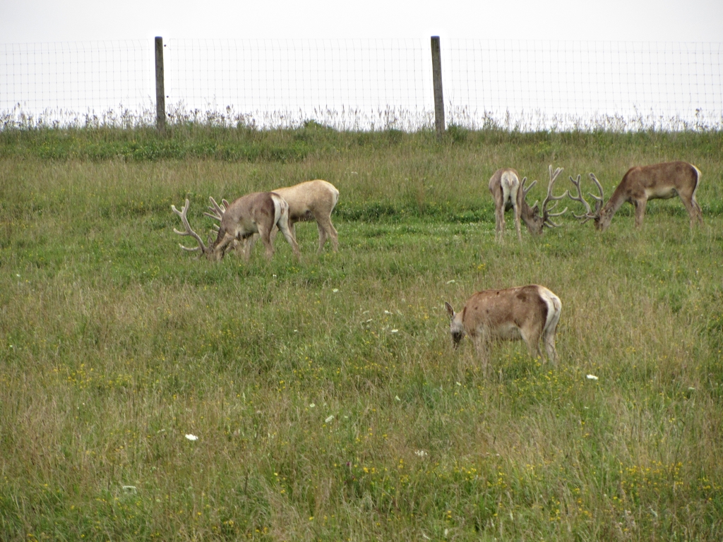 Bactrian Deer Herd