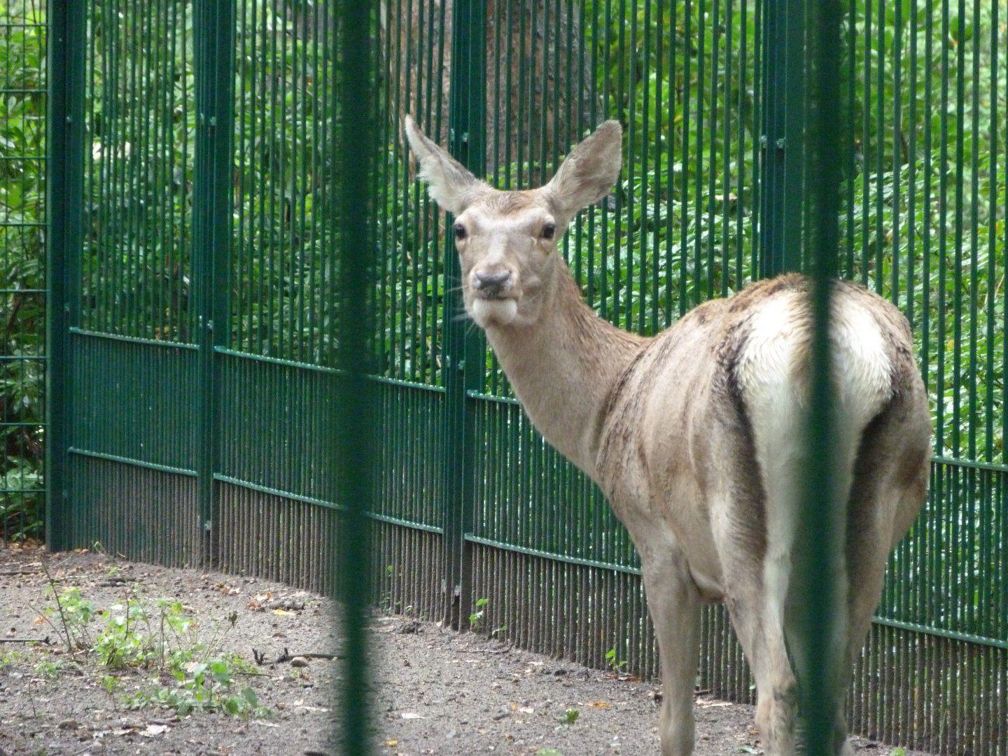 Bactrian deer -Tierpark Berlin (2024)