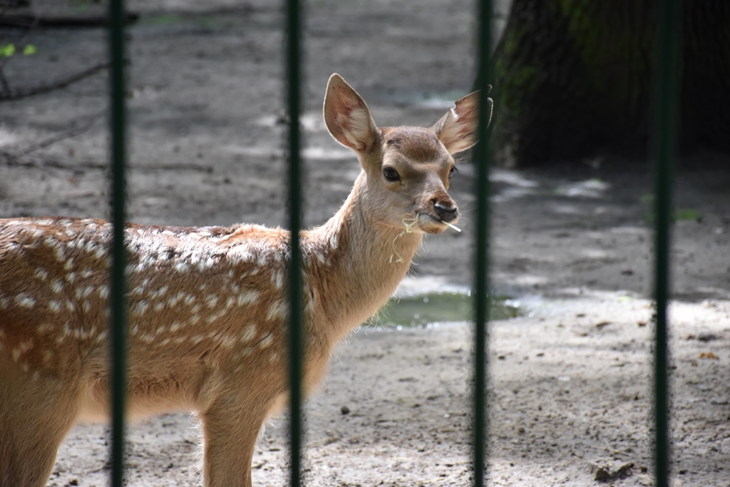 Bactrian deer