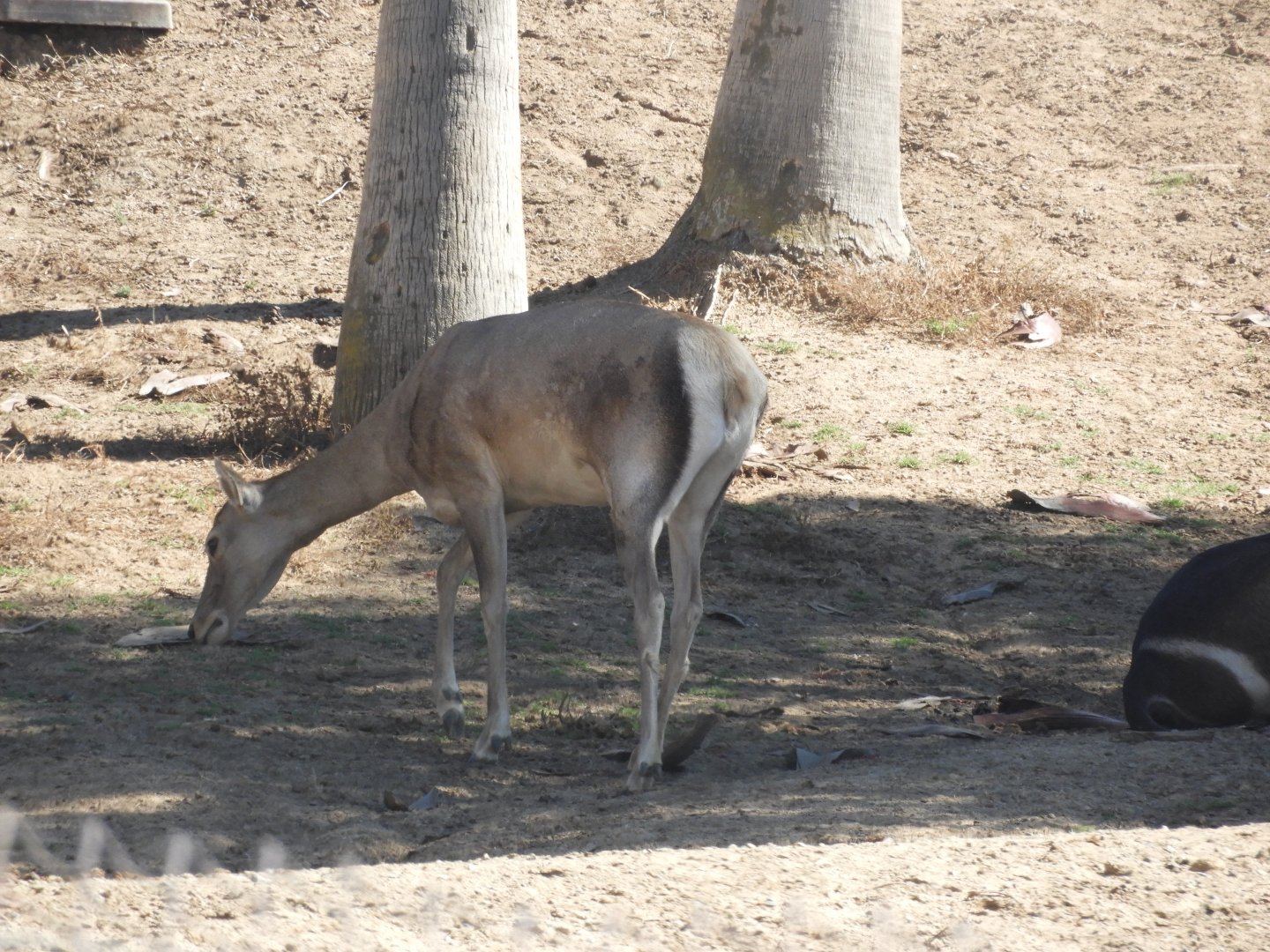 Bactrian deer