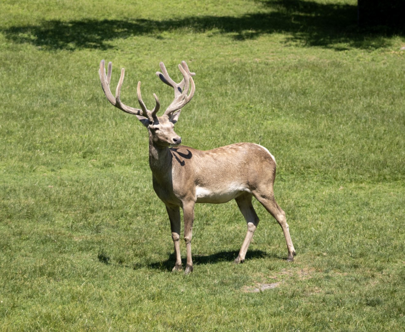Bactrian Deer