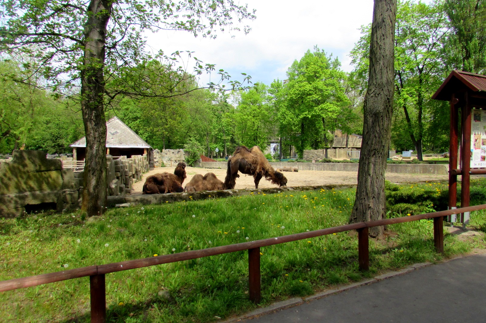 Bactrian enclosure - 05/2015