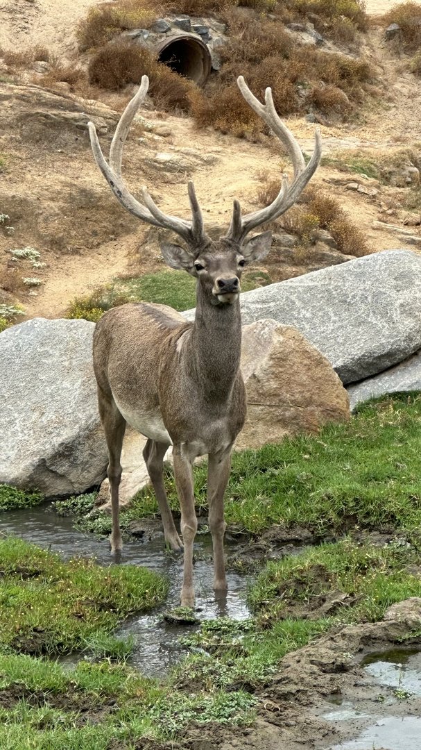 Bactrian Hangul Stag