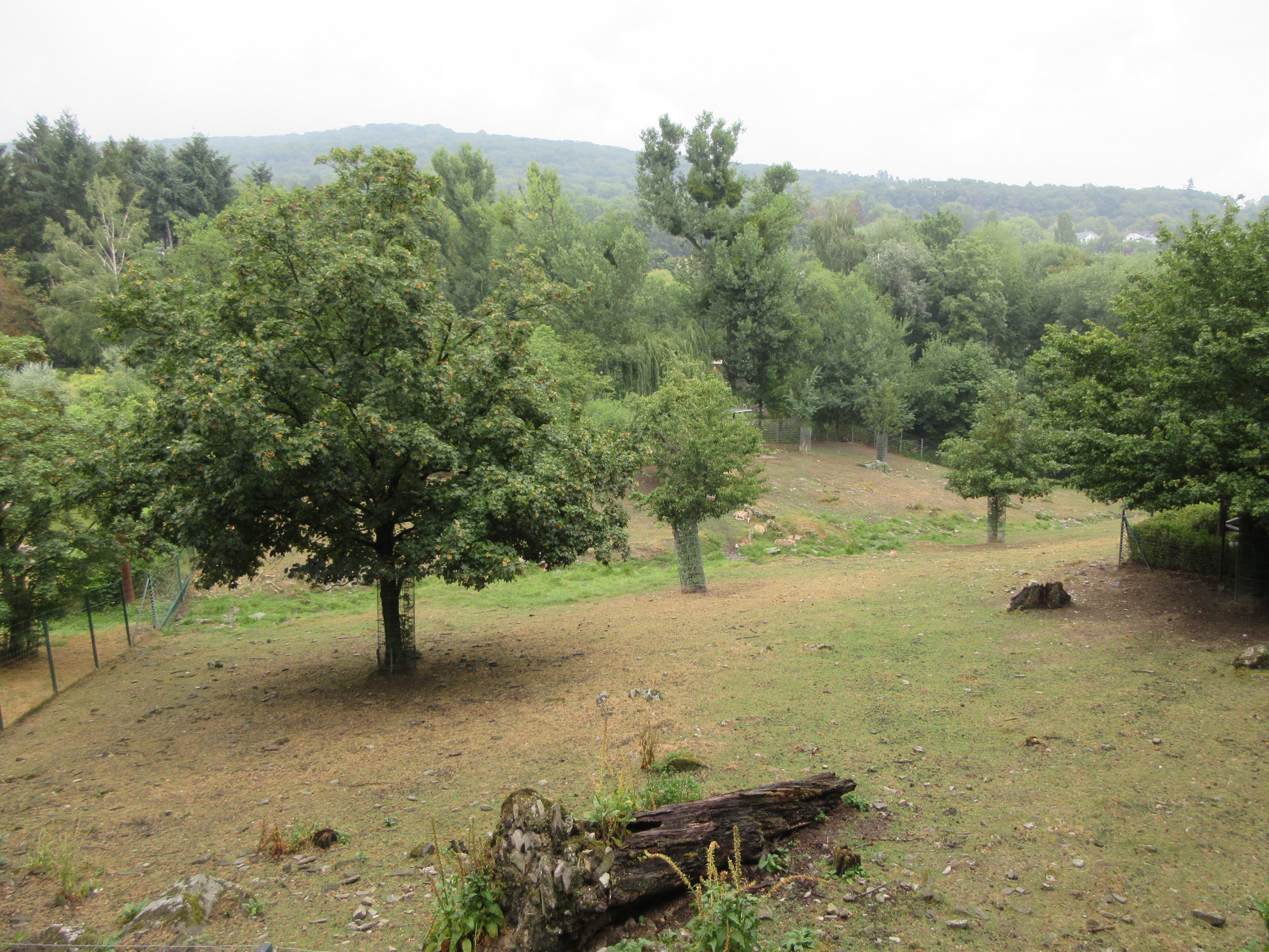 Bactrian Red Deer Exhibit
