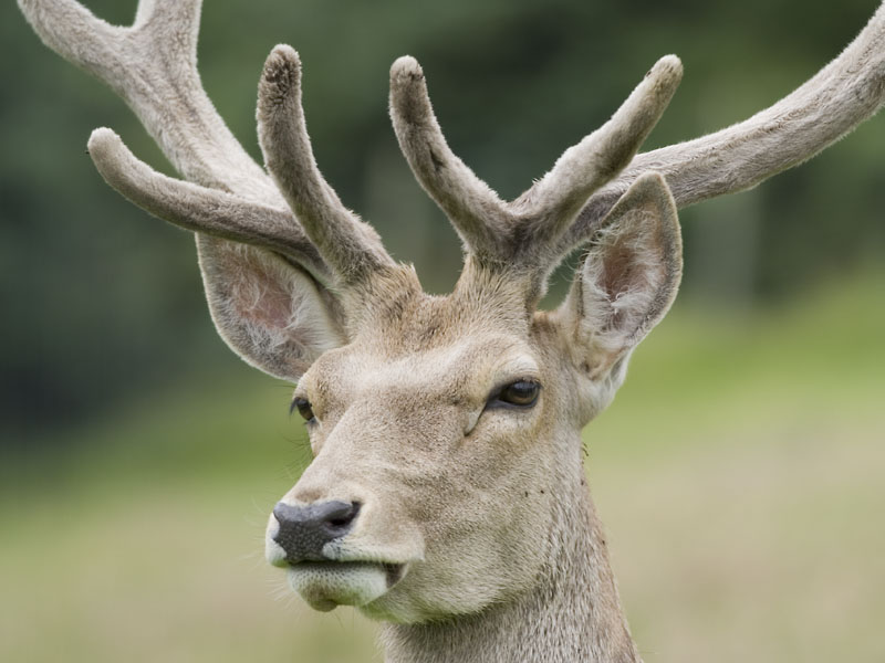 Bactrian stag in velvet, Edinburgh