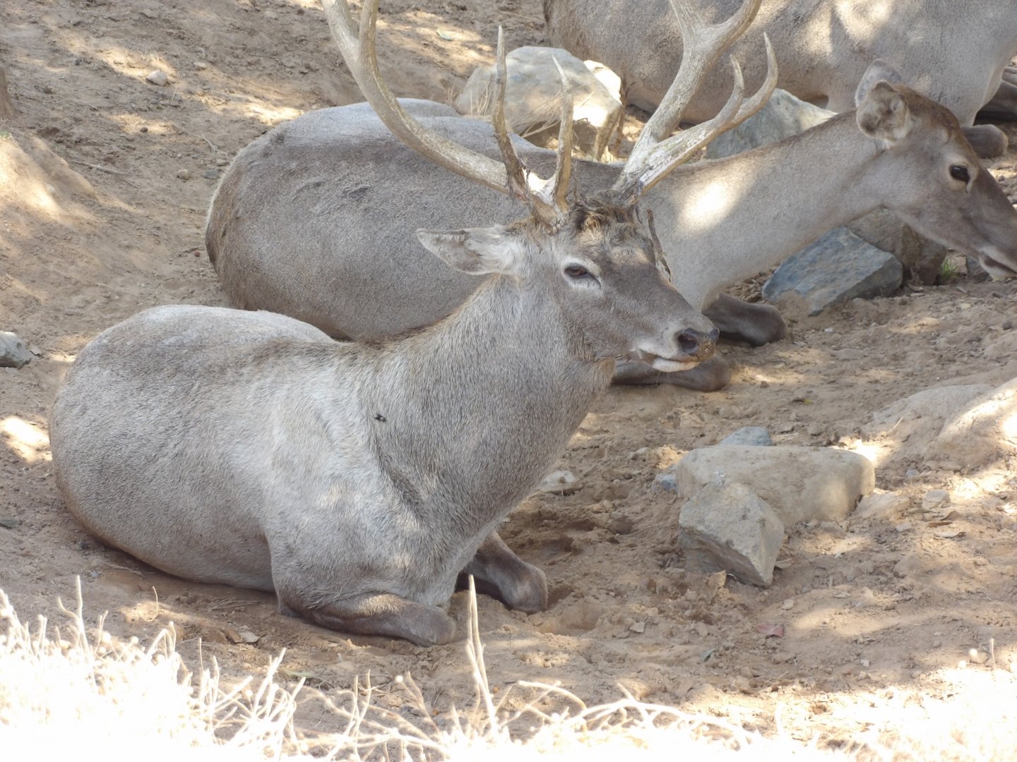 Bactrian Wapiti(Cervus hanglu bactrianus)