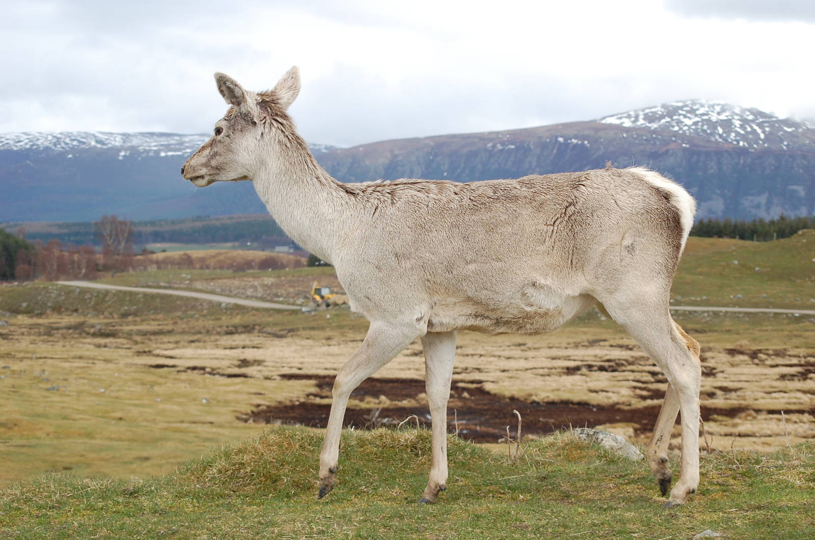 Bactrian Wapiti, HWP, April 2008