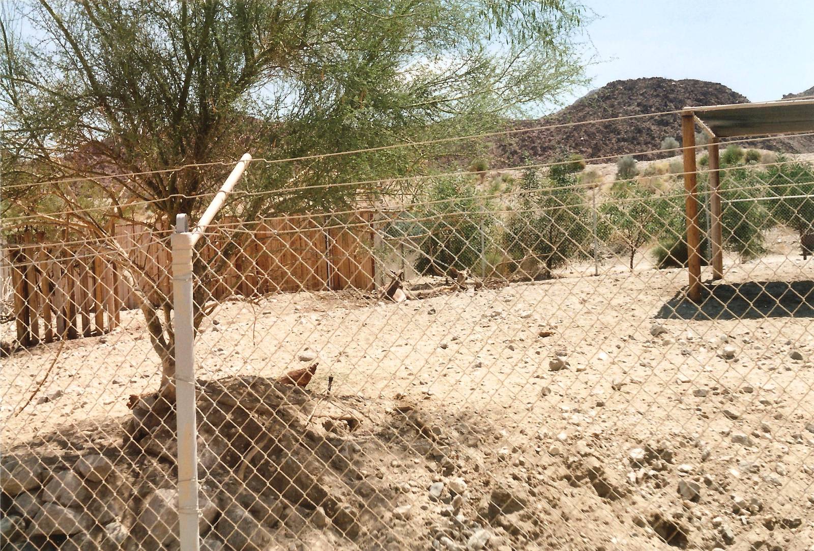 Bactrian Wapiti Paddock at The Living Desert, 1998