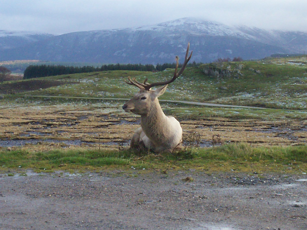 Bactrian wapiti stag at the hwp