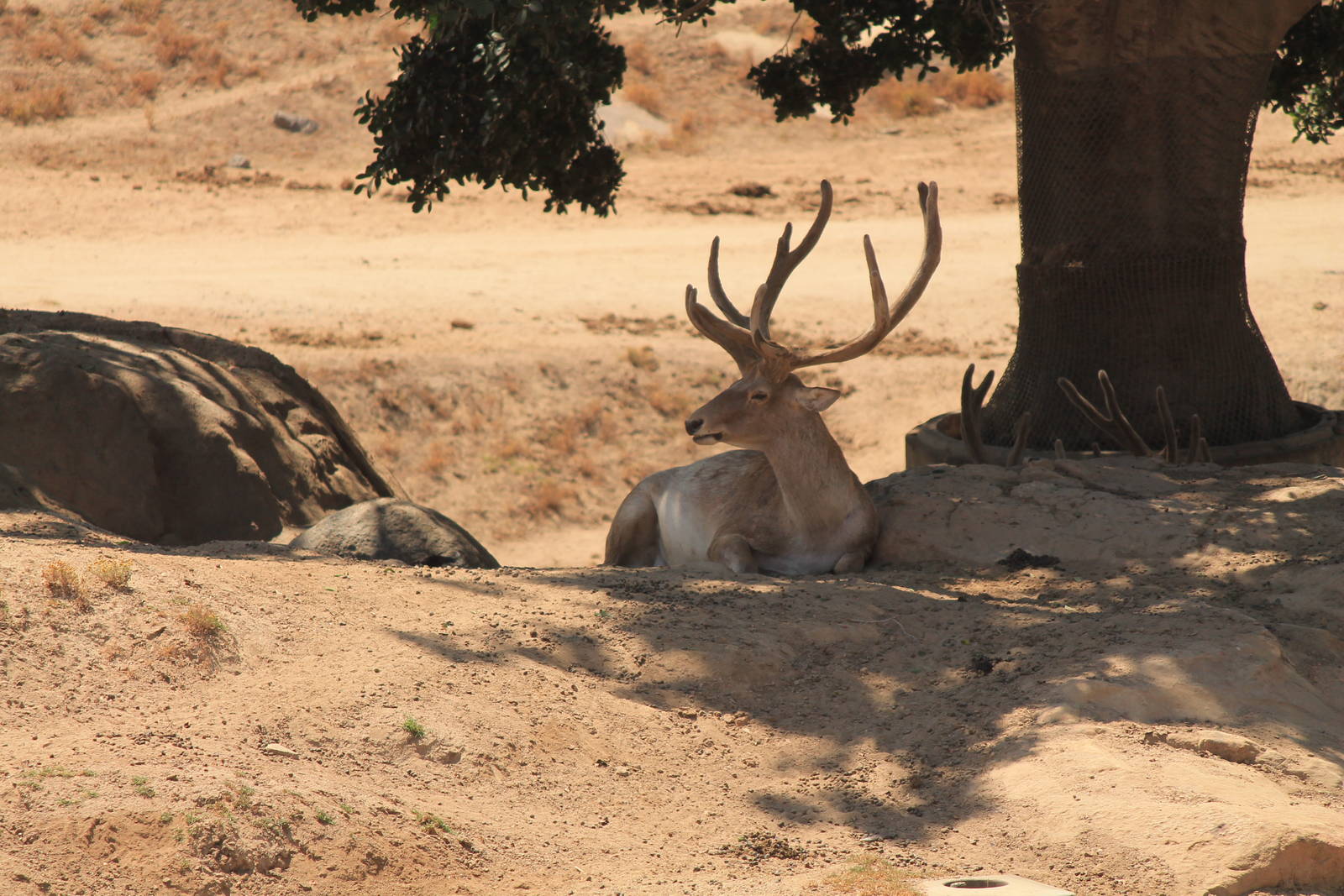 Bactrian Wapiti