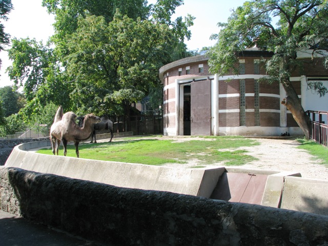 Bactrian_camels