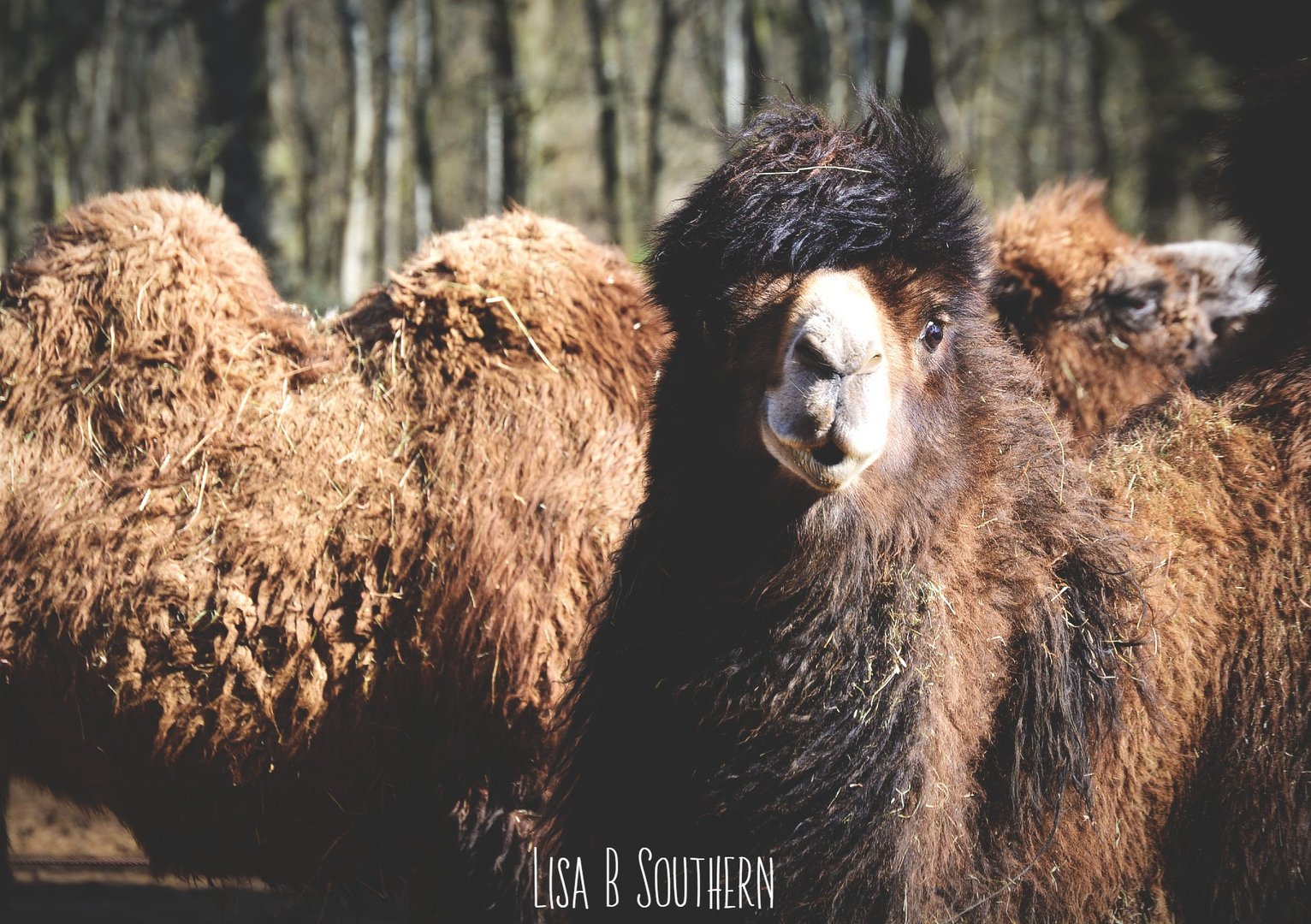 BactrianCamel