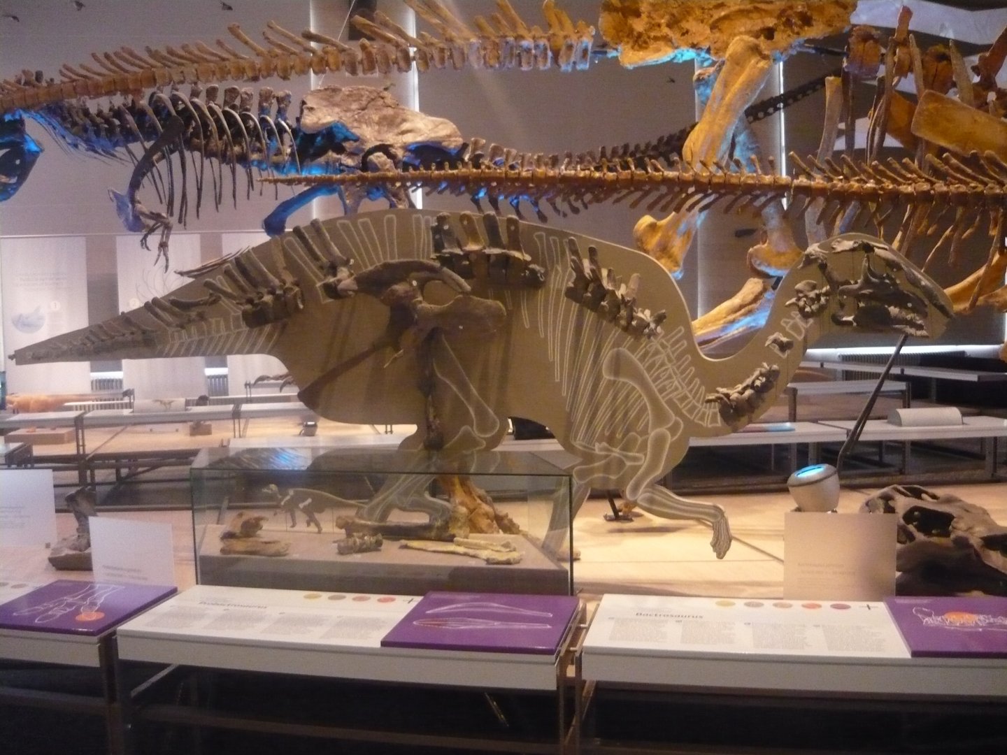Bactrosaurus johnsoni skeleton