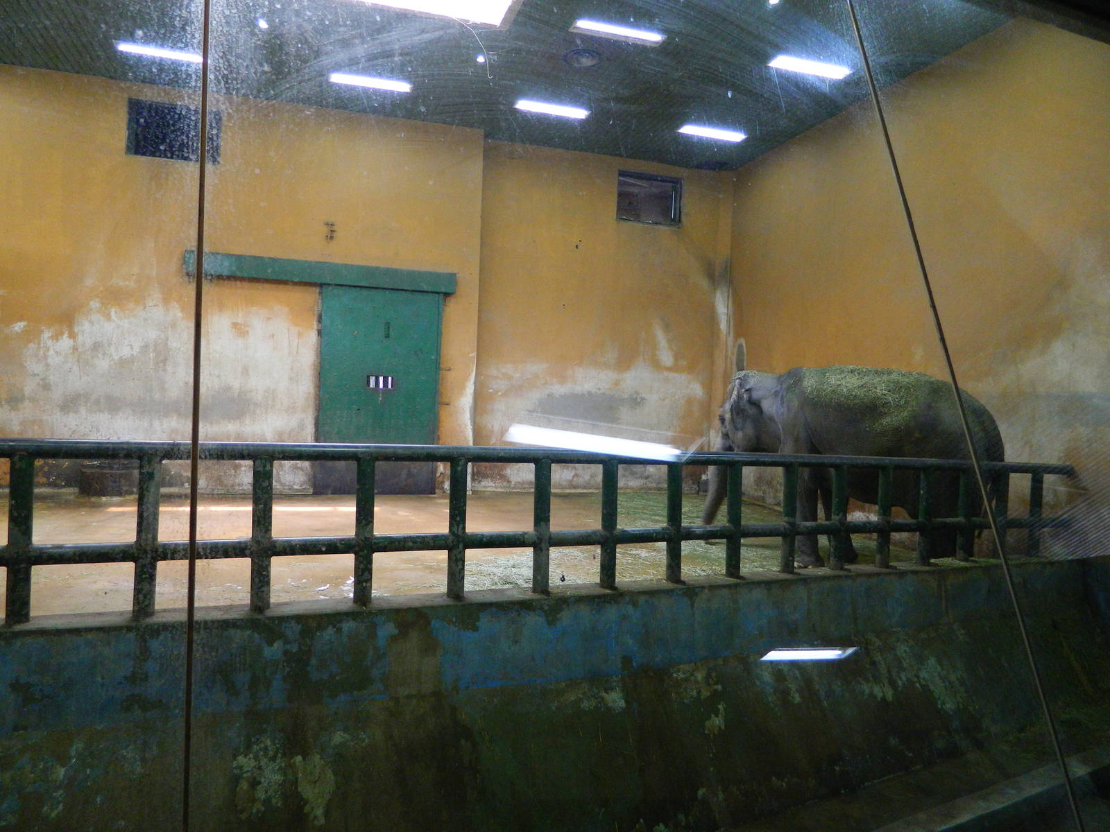 Bad Conditions for Elephant
