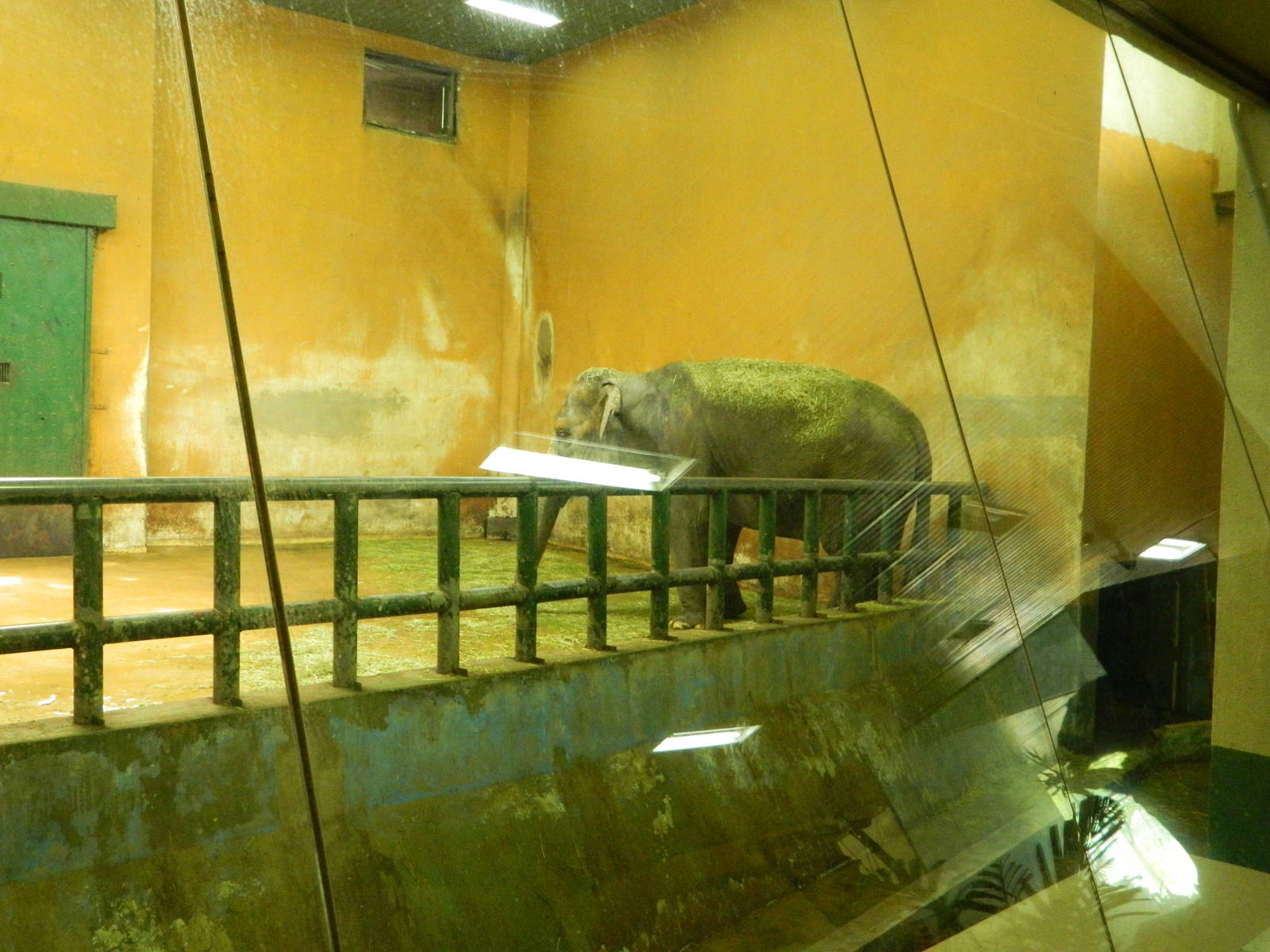 Bad Conditions for Elephant