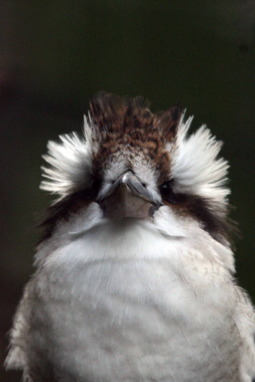 Bad Hair Day Kookaburra