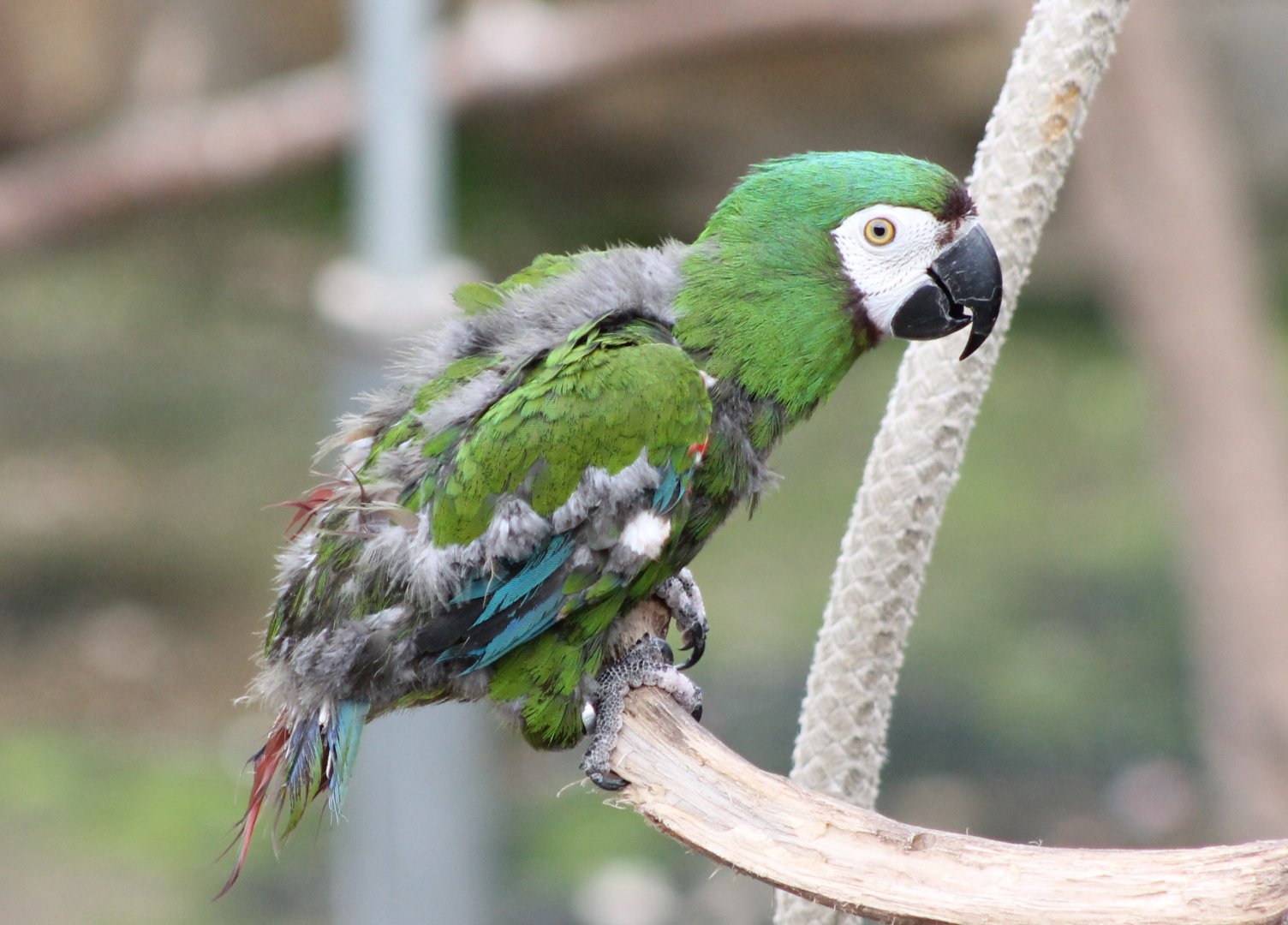 Bad-looking Chestnut-fronted macaw ( aka Servere macaw )