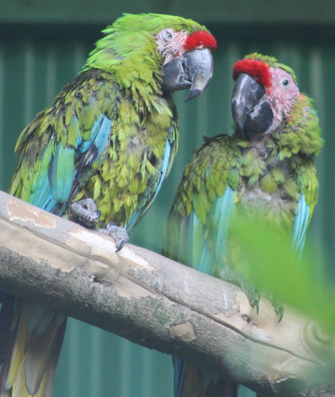 Bad-looking macaws