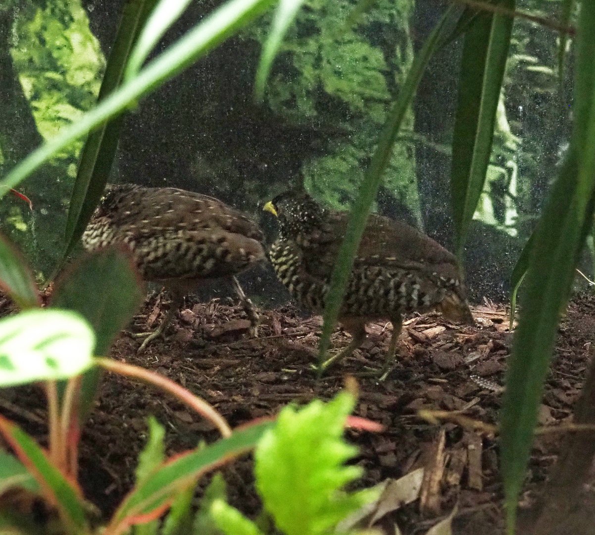 Bad picture of a pair of Barred buttonquail (Turnix suscitator), 2020-09-20