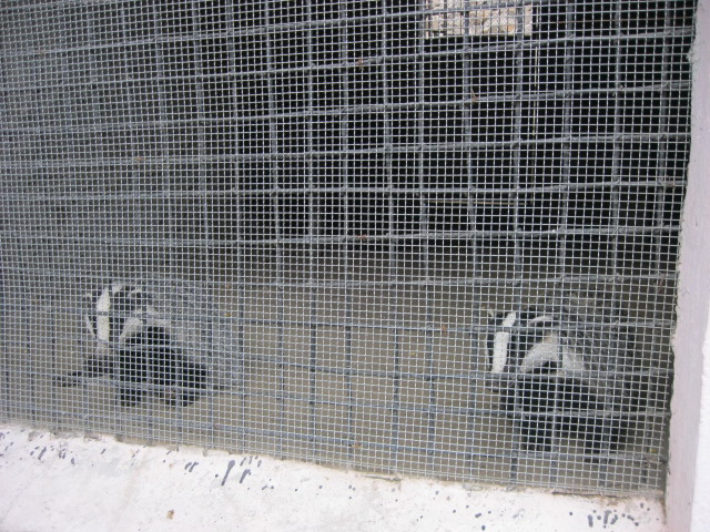 badger( Armenia ) Yerevan zoo