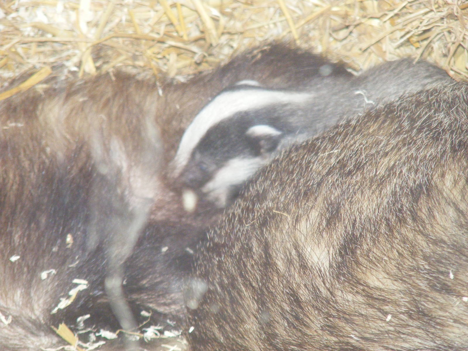 Badger cub at British Wildlife Centre, 29 May 2010