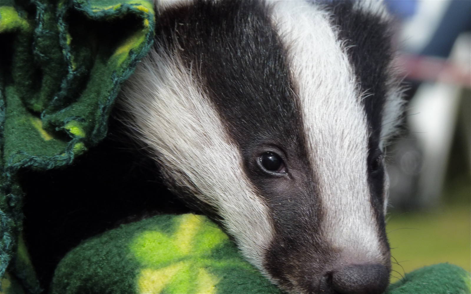 Badger Cub at Secret World Wildlife Rescue