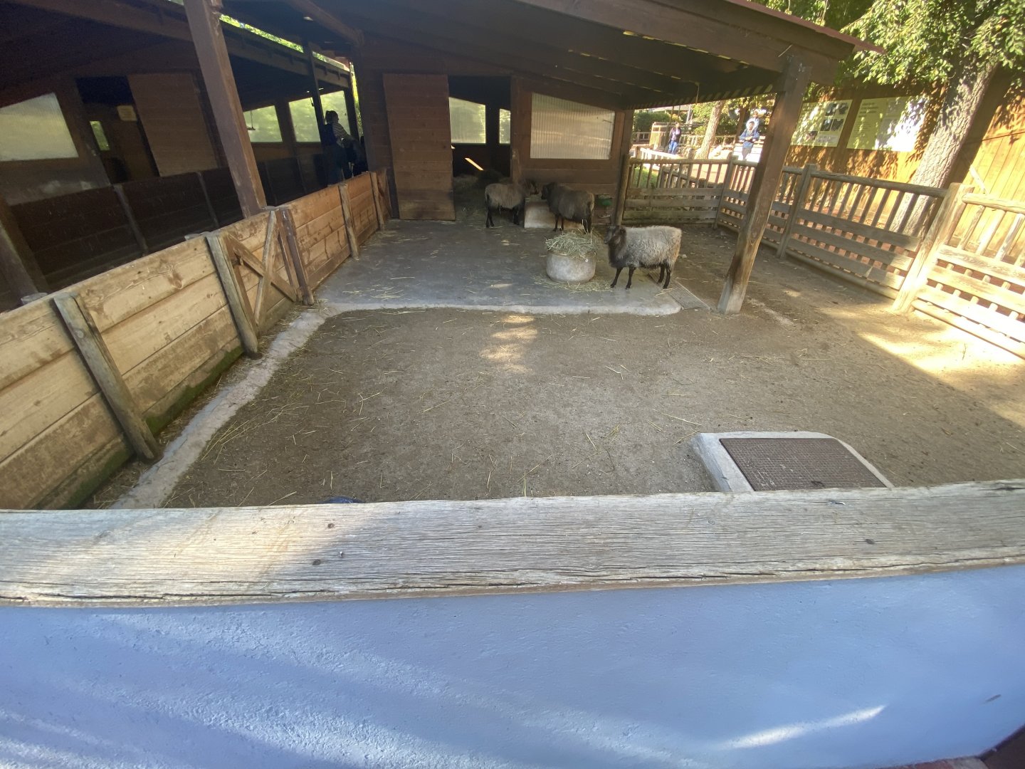 Badger-faced sheep enclosure