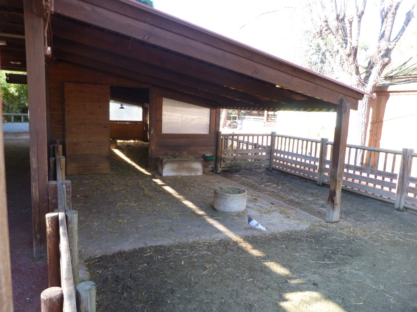 Badger-faced sheep exhibit -Zoo Aquarium de Madrid (2025)