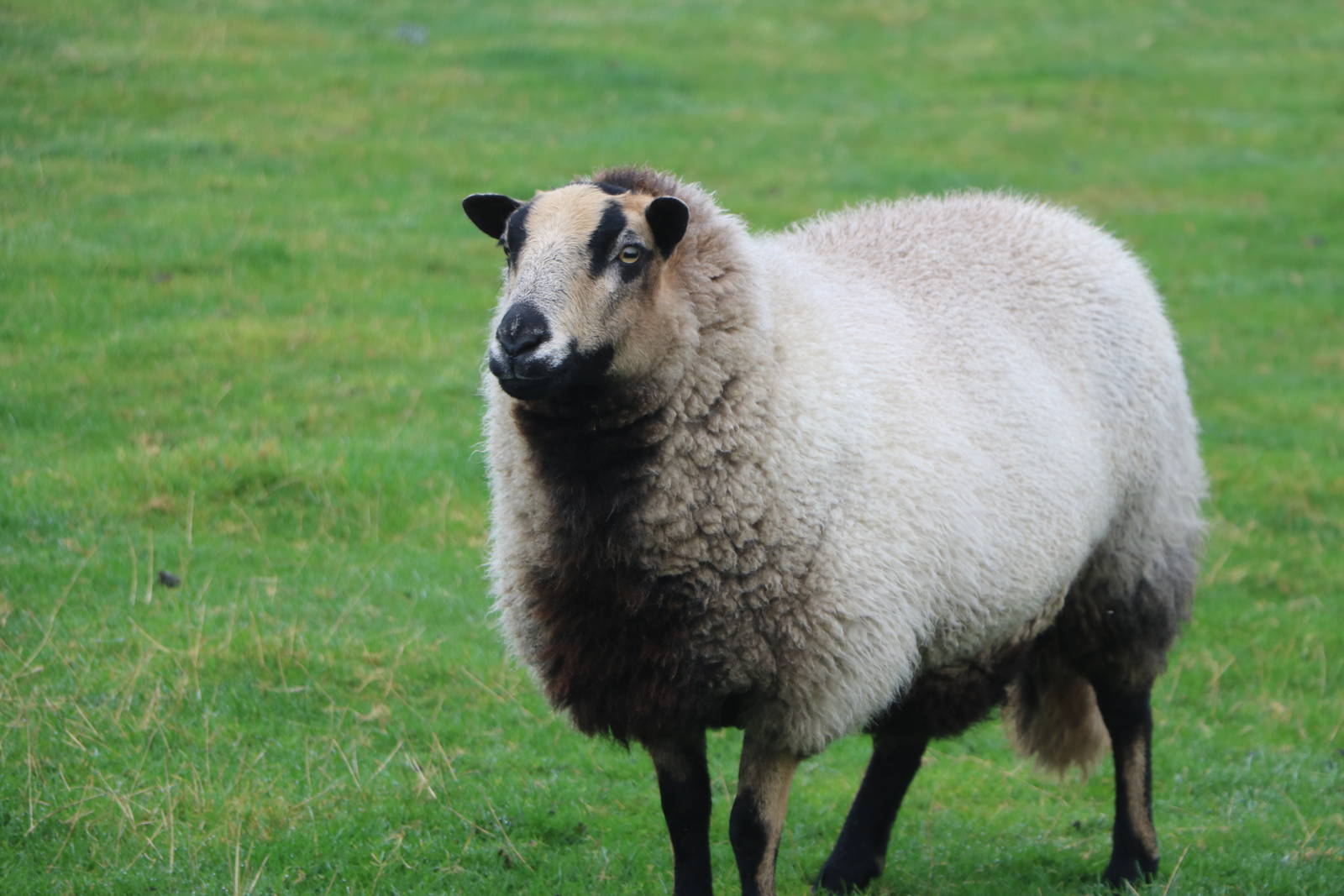 Badger-faced sheep - Windmill Animal Farm, November 2015