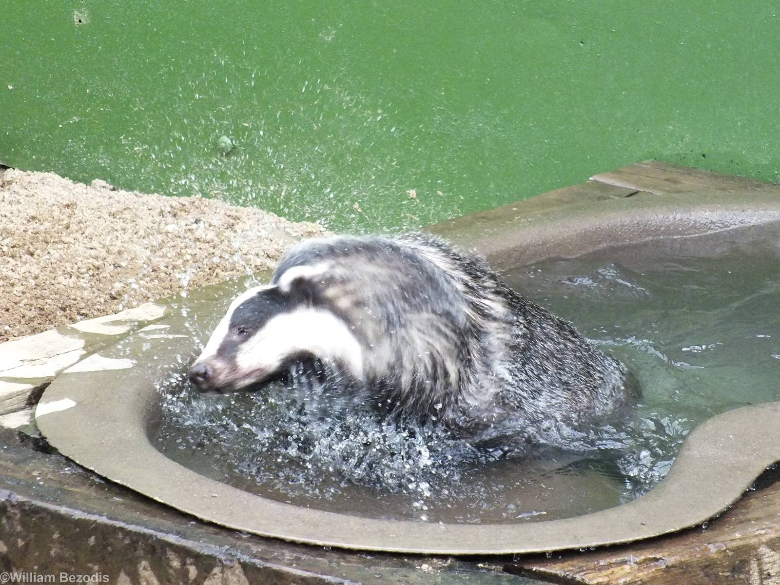 Badger has a Bath