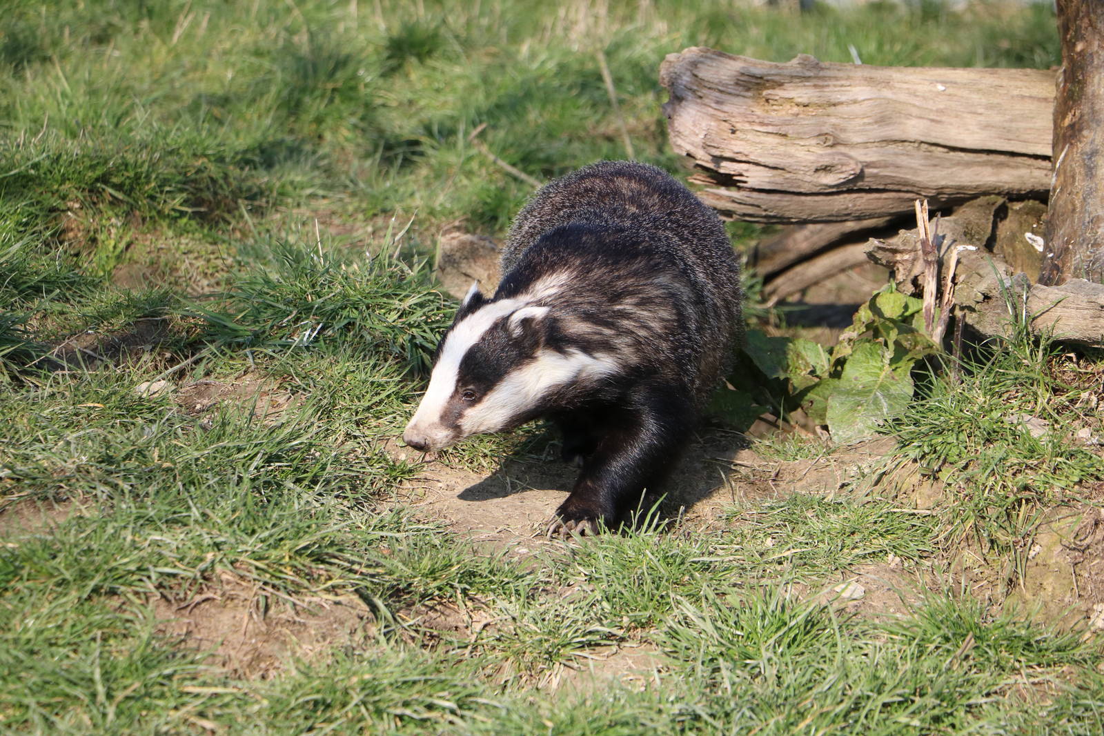 Badger, March 2016